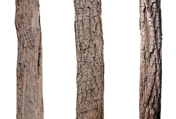 隔離された木の幹コレクションOn White Back — ストック写真