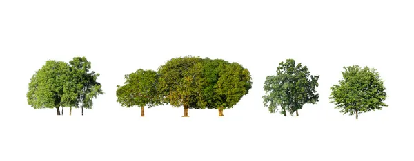 Coleção Árvores Conjunto Árvores Isoladas Sobre Fundo Branco — Fotografia de Stock