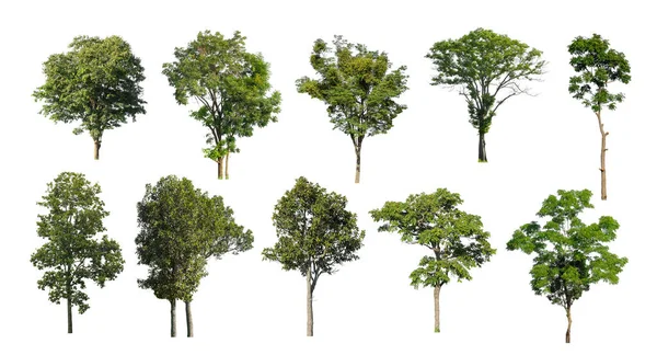 Sammlungsbaum Aus Ursprünglichem Hintergrund Ausgeschnitten Und Durch Weißen Hintergrund Ersetzt — Stockfoto