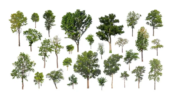 Ağaçların toplanması, beyaz zemin üzerinde izole edilmiş ağaçlar kümesi