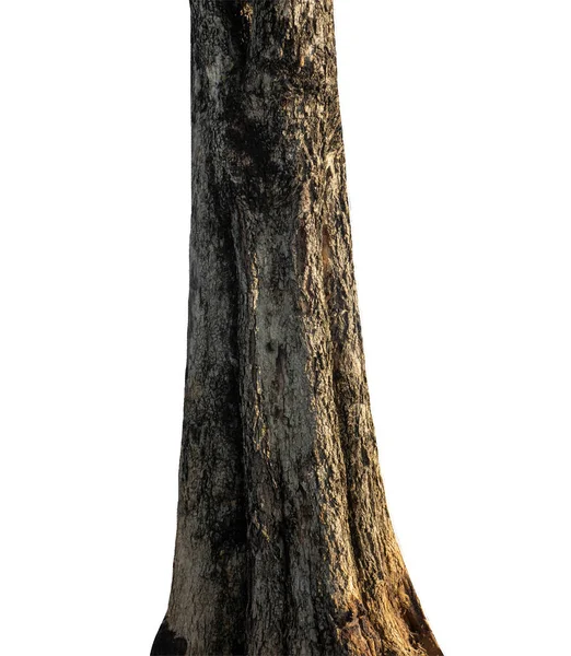Beyaz arka planda izole edilmiş bir ağacın gövdesi.