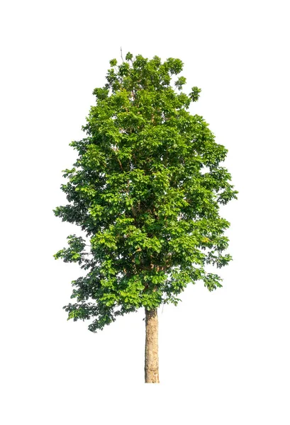 Bomen Die Geïsoleerd Zijn Een Witte Achtergrond Zijn Geschikt Voor — Stockfoto