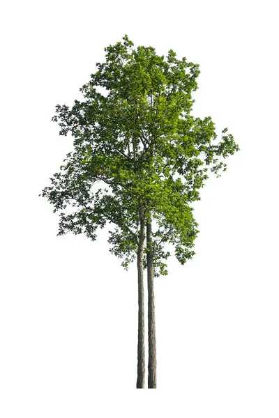 Beyaz arkaplanda izole edilmiş ağaçlar hem yazdırma hem de web sayfaları için uygundur