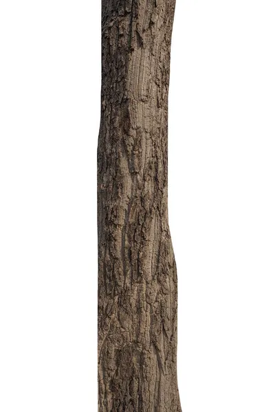 Стовбур Дерева Ізольований Білому Тлі — стокове фото