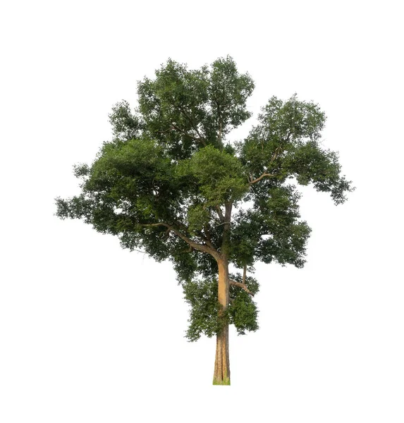 Bomen Die Geïsoleerd Zijn Een Witte Achtergrond Zijn Geschikt Voor — Stockfoto