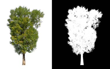 kırpma yolu ve alfa kanalı ile beyaz arkaplanda izole edilmiş ağaç