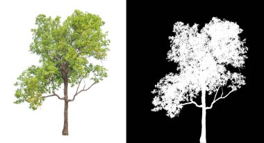 Beyaz arkaplandaki ağaç