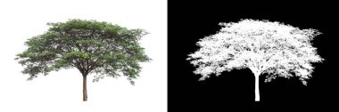 kırpma yolu ve alfa kanalı ile beyaz arkaplanda izole edilmiş ağaç
