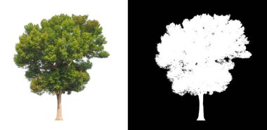 Beyaz arkaplandaki ağaç