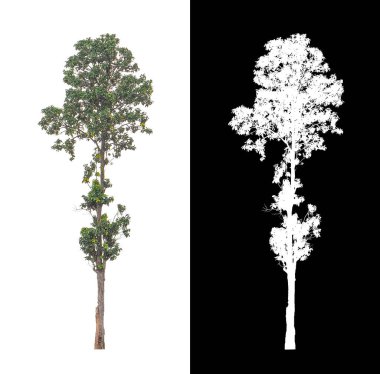 kırpma yolu ve alfa kanalı ile beyaz arkaplanda izole edilmiş ağaç