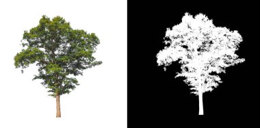 Beyaz arkaplandaki ağaç