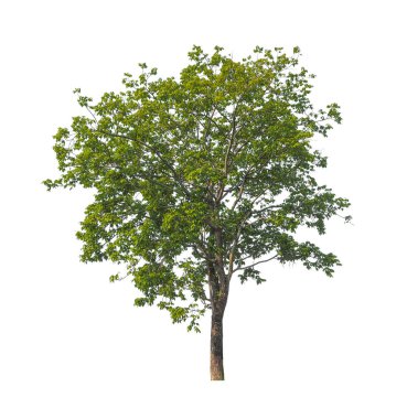 Beyaz arkaplanda izole edilmiş ağaçlar hem yazdırma hem de web sayfaları için uygundur