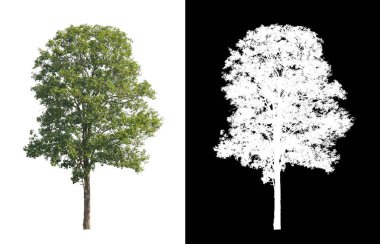 Beyaz arkaplanda izole edilmiş ağaçlar hem yazdırma hem de web sayfaları için uygundur
