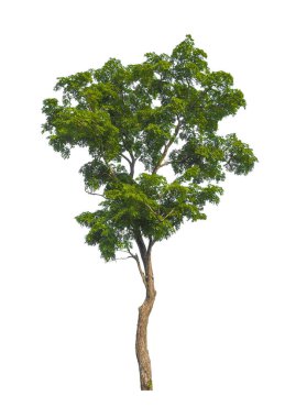 Beyaz arkaplanda izole edilmiş ağaçlar hem yazdırma hem de web sayfaları için uygundur