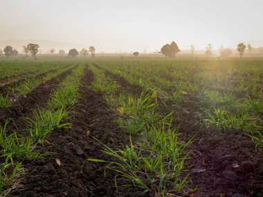Şeker kamışı tarlaları, tarım bitkileri büyür.