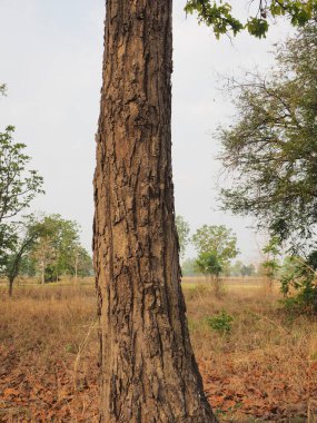 Orman ağacı. doğa yeşil ahşap güneş ışığı arka planı.