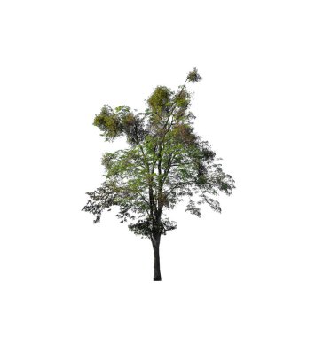 Beyaz arkaplanda izole edilmiş ağaçlar hem yazdırma hem de web sayfaları için uygundur