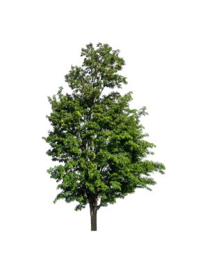 Beyaz arkaplanda izole edilmiş ağaç hem yazdırma hem de web sayfaları için uygundur