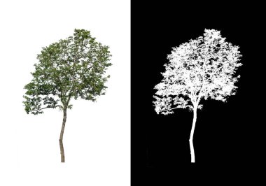 Beyaz arkaplanda izole edilmiş ağaç hem yazdırma hem de web sayfaları için uygundur