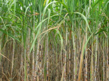 Tayland 'da gün doğumunda şeker kamışı tarlası