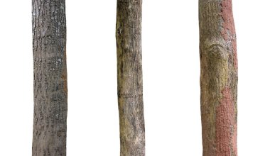 Beyaz arkaplanda izole edilmiş ağaç gövdesi koleksiyonu.