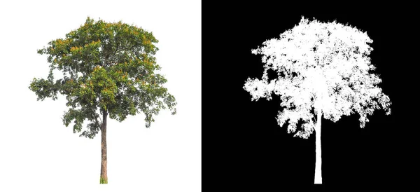 Puu Valkoisella Pohjalla — kuvapankkivalokuva