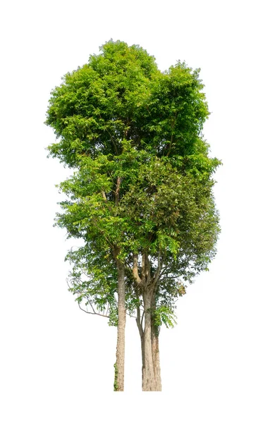 Pohon Pohon Yang Terisolasi Pada Latar Belakang Putih Cocok Untuk — Stok Foto