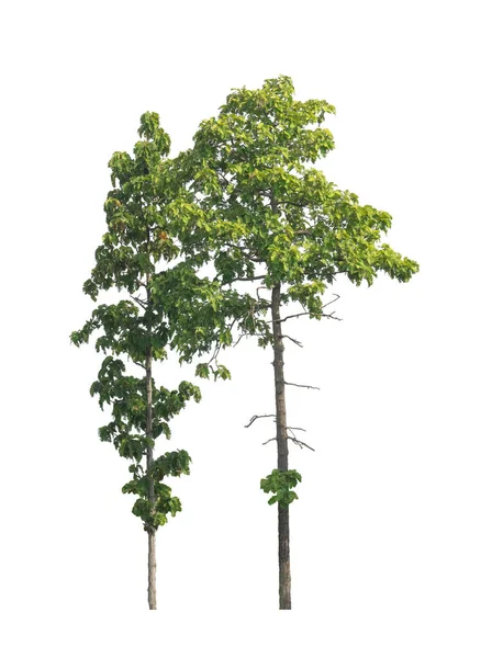 Les Arbres Isolés Sur Fond Blanc Conviennent Impression Aux Pages — Photo