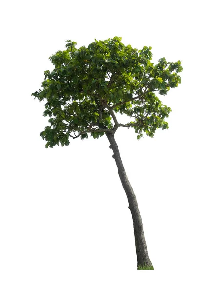 Træer Der Isoleret Hvid Baggrund Velegnede Til Både Udskrivning Websider - Stock-foto