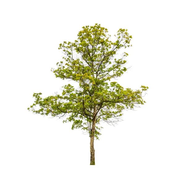 Bomen Die Geïsoleerd Zijn Een Witte Achtergrond Zijn Geschikt Voor — Stockfoto