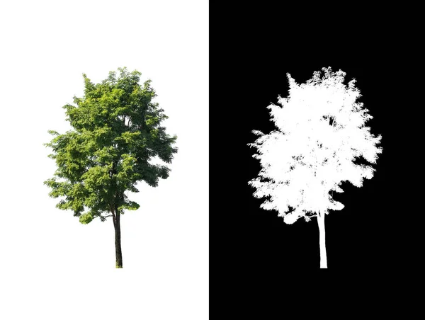 배경에 분리되어 나무는 인쇄와 페이지 모두에 적합하다 — 스톡 사진