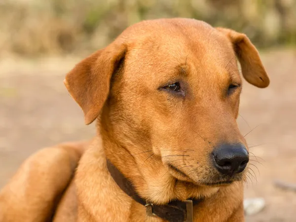 Close Рыжая Собака — стоковое фото