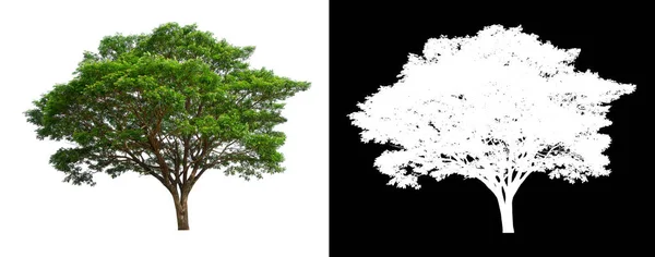 Árbol Sobre Fondo Transparente Con Ruta Recorte Árbol Único Con — Foto de Stock