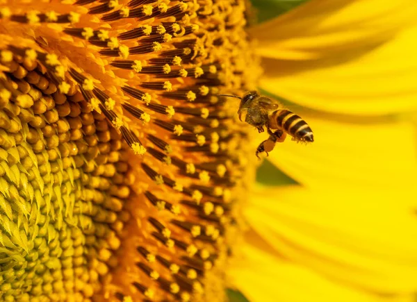 Bee Collects Nectar Sunflower — Stock Photo, Image