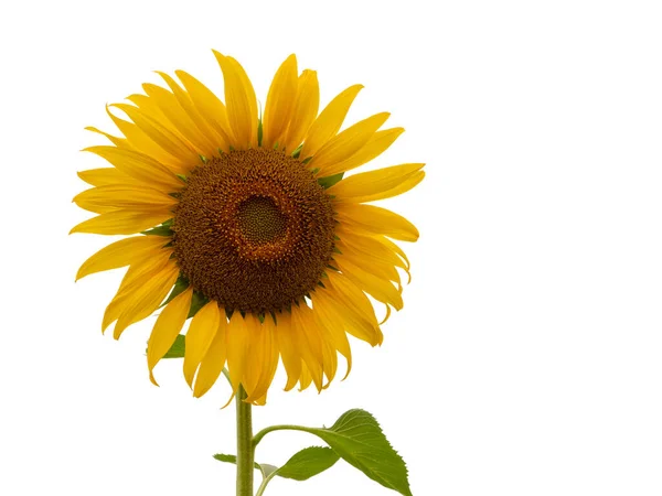 Sunflower Flower Closeup Isolated White Background — Stock Photo, Image