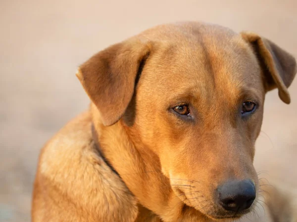 Perto Red Cão Macho — Fotografia de Stock