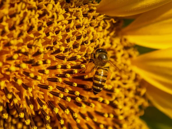 Abeille Recueille Nectar Tournesol — Photo