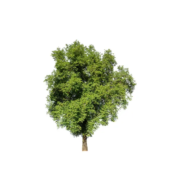Дерево Выделенное Белом Фоне Клиппингом Альфа Каналом — стоковое фото