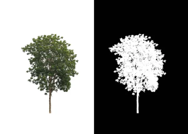 白い背景に隔離された木は 印刷とウェブページの両方に適しています — ストック写真