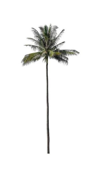 Kokosnussbaum Isoliert Auf Weißem Hintergrund Mit Clipping Pfad Und Alphakanal — Stockfoto