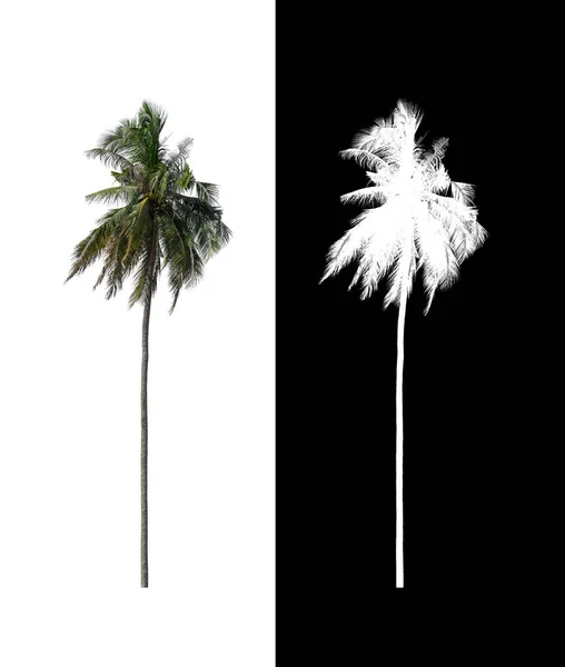 Coconut Tree Isolated White Background Clipping Path Alpha Channel — Stock Photo, Image