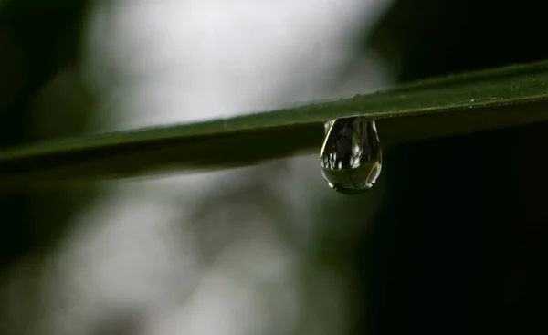 Goutte Rosée Matin Sur Feuille — Photo