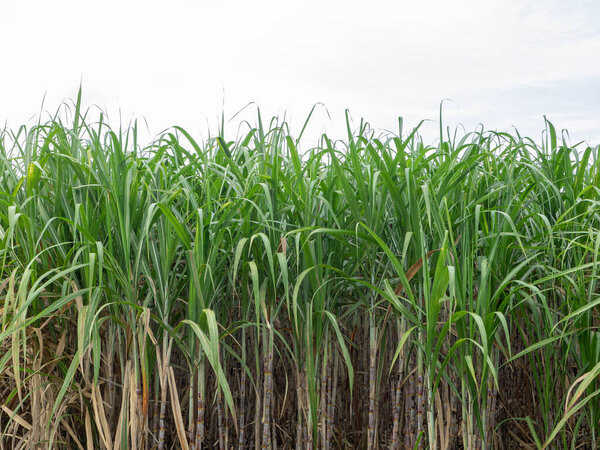 Поле сахарного тростника на восходе солнца в Таиланде