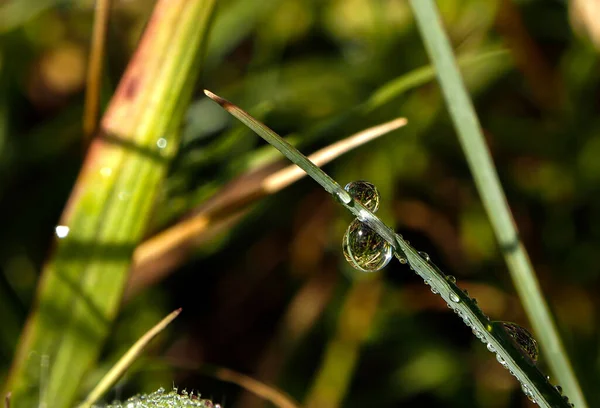 Goutte Rosée Sur Brin Herbe — Photo