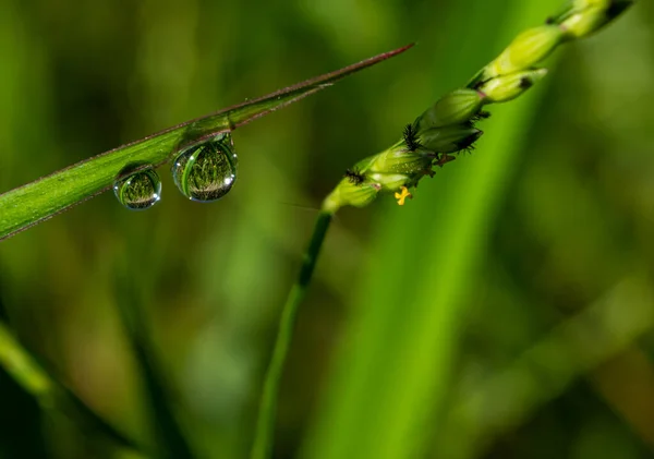 Duggdråpe Blad Morgenen – stockfoto