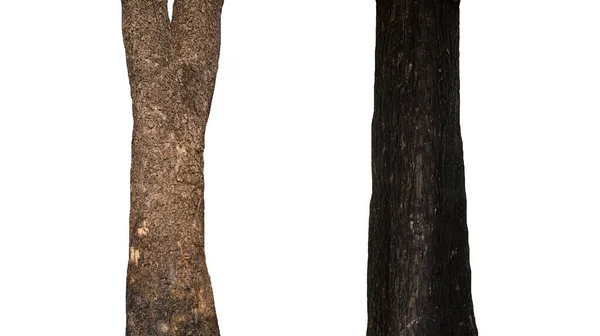 隔離された木の幹コレクションOn White Back — ストック写真