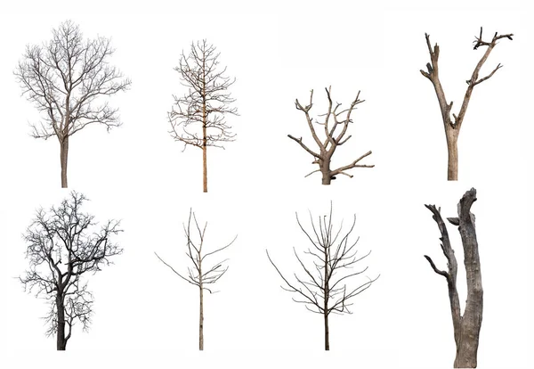 Beyaz Arkaplanda izole edilmiş Ölü Ağaç Koleksiyonu