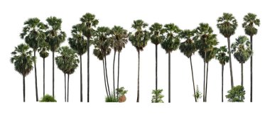 Beyaz arka planda izole edilmiş şeker palmiyeleri, Tayland