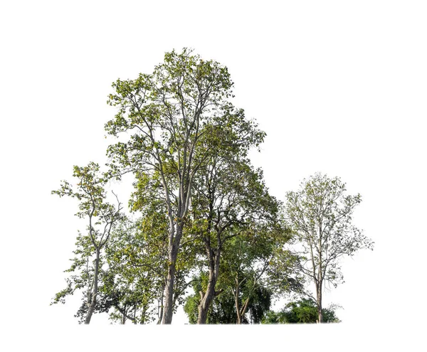 緑の木々の白い背景に隔離された 印刷とウェブページの両方のための夏の森と葉です — ストック写真