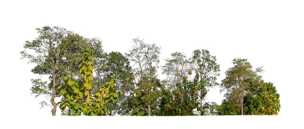 Зеленые Деревья Изолированы Белом Фоне Лес Листья Летнее Время Печати — стоковое фото